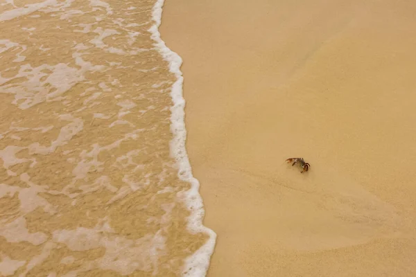 Een Kleine Krab Komt Zee Geel Zand Bij Aankomende Golf — Stockfoto