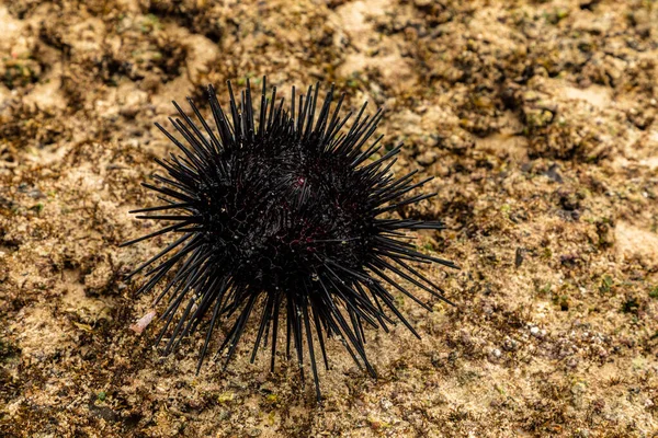 stock image a large black male sea urchin in its natural habitat, in a coral reef in the Indian Ocean, Kenya