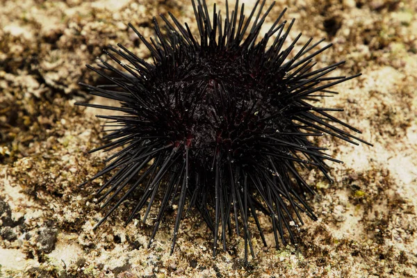 Large Black Male Sea Urchin Its Natural Habitat Coral Reef — стоковое фото