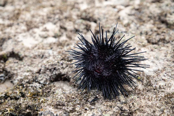 Large Black Male Sea Urchin Its Natural Habitat Coral Reef — Stockfoto