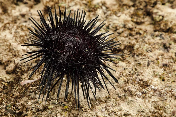 Large Black Male Sea Urchin Its Natural Habitat Coral Reef — Stockfoto