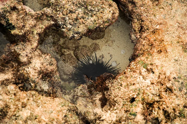 Een Grote Zwarte Mannelijke Zee Egel Zijn Natuurlijke Habitat Een — Stockfoto