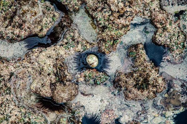 Een Grote Zwarte Mannelijke Zee Egel Zijn Natuurlijke Habitat Een — Stockfoto