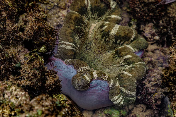 Sea Anemone Coral Reef Its Natural Habitat Indian Ocean Kenya — Foto Stock