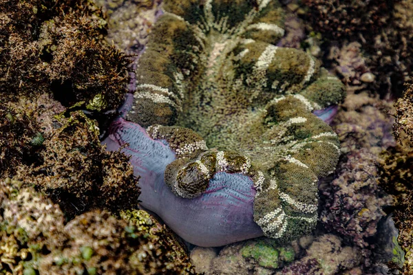 Sea Anemone Coral Reef Its Natural Habitat Indian Ocean Kenya — Φωτογραφία Αρχείου