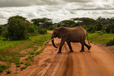 Afrika 'da vahşi doğada fil yavrusuyla Afrika fili.