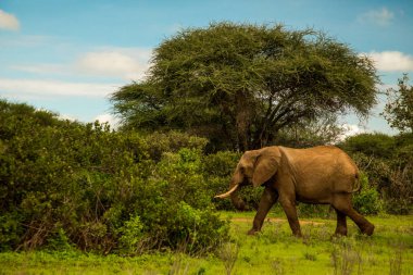 Afrika 'da vahşi doğada fil yavrusuyla Afrika fili.