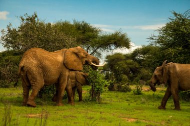Afrika 'da vahşi doğada fil yavrusuyla Afrika fili.