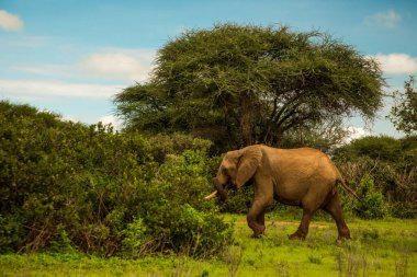 Afrika 'da vahşi doğada fil yavrusuyla Afrika fili.