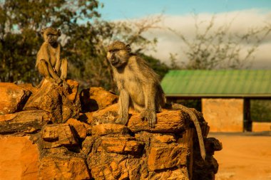 Gün batımında Kenya 'daki Tsavo Ulusal Parkı' nda büyük taşların üzerinde küçük bir vahşi vervet maymunu sürüsü oturuyor. Babunlar yaklaştı. Gözler açıldı..