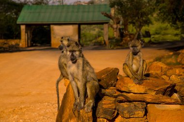 Gün batımında Kenya 'daki Tsavo Ulusal Parkı' nda büyük taşların üzerinde küçük bir vahşi vervet maymunu sürüsü oturuyor. Babunlar yaklaştı. Gözler açıldı..