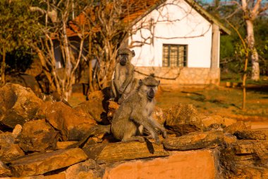Gün batımında Kenya 'daki Tsavo Ulusal Parkı' nda büyük taşların üzerinde küçük bir vahşi vervet maymunu sürüsü oturuyor. Babunlar yaklaştı. Gözler açıldı..