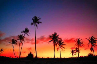 Afrika 'nın parlak günbatımı gökyüzünün arka planında siyah palmiye siluetleri.