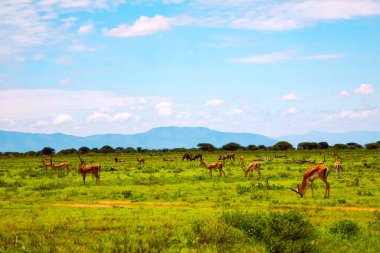 Savanah 'taki Afrika ceylanı. Bitki örtüsünde ceylanlı safari fotoğrafı. Kenya, Afrika