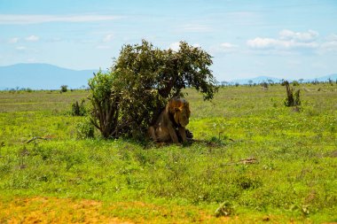 Savanadaki bir çalılığın altında büyük bir Afrika aslanı yatıyor. Kenya, Tsavo.