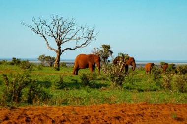 Gün batımında Kenya 'daki Tsavo Ulusal Parkı' nda Afrika filleri sürüsü
