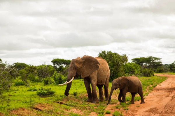 アフリカのサバンナで野生の象の赤ちゃんとアフリカの象 — ストック写真