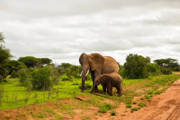 Αφρικανικός Ελέφαντας Μωρό Ελέφαντα Στην Άγρια Φύση Στη Σαβάνα Της — Φωτογραφία Αρχείου
