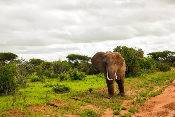 Африканский Слон Младенцем Слоном Дикой Природе Саванне Африке — стоковое фото