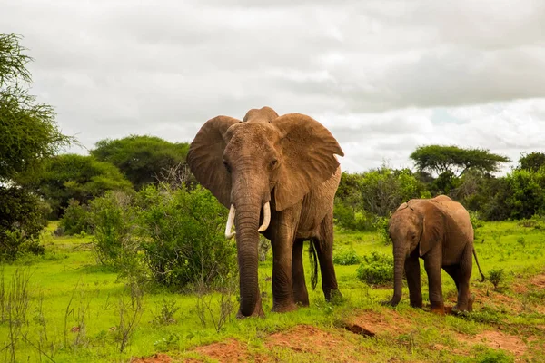 アフリカのサバンナで野生の象の赤ちゃんとアフリカの象 — ストック写真