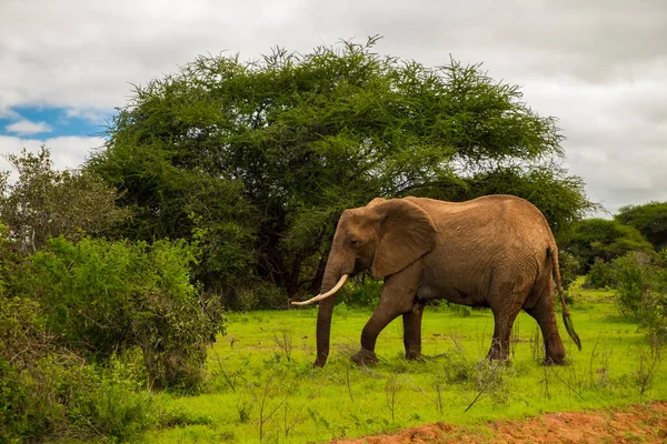 非洲大草原上的非洲象 带着大象宝宝在野外 — 图库照片