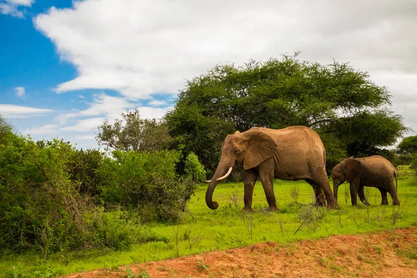 非洲大草原上的非洲象 带着大象宝宝在野外 — 图库照片