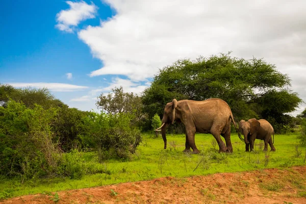 Afrikanischer Elefant Mit Elefantenbaby Freier Wildbahn Der Savanne Afrikas — Stockfoto