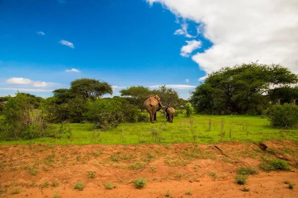 stock image African elephant with elephant baby in the wild in the savannah in africa.