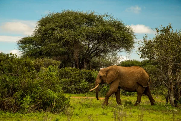 Αφρικανικός Ελέφαντας Μωρό Ελέφαντα Στην Άγρια Φύση Στη Σαβάνα Της — Φωτογραφία Αρχείου