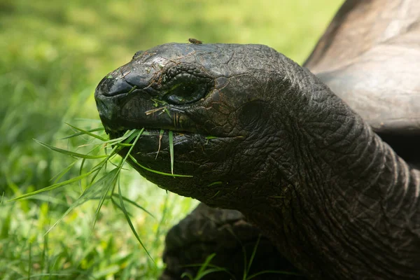 Retrato Aldabra Tortuga Negra Gigante Cerca Mirando Cámara Masticando Hierba — Foto de Stock