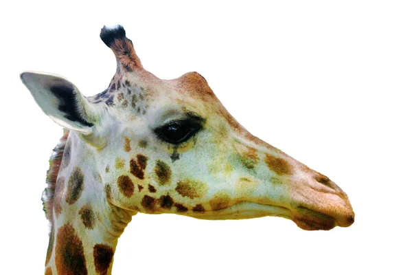 Retrato Aislado Cerca Jirafa Giraffa Angolensis Vive Bosques Sabanas Matorrales — Foto de Stock