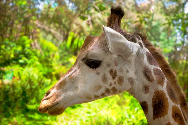 Close Isolado Retrato Girafa Giraffa Angolensis Vive Floresta Savana Matagal — Fotografia de Stock