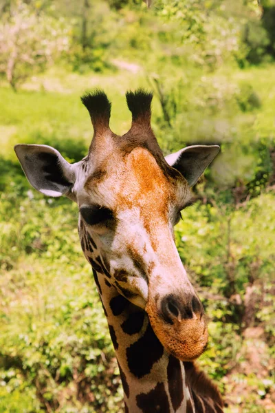 Gros Plan Portrait Isolé Girafe Giraffa Angolensis Vit Dans Forêt — Photo