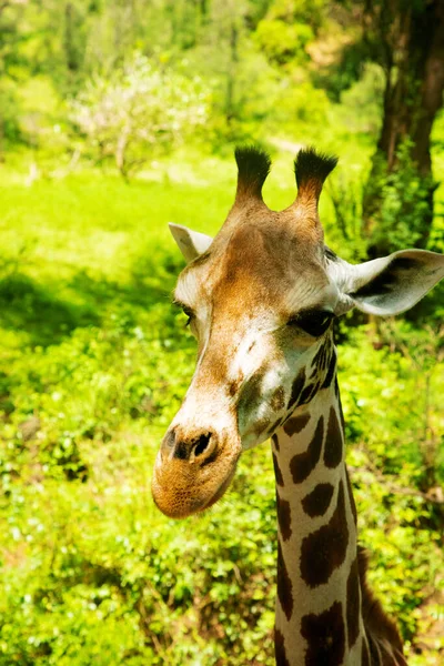Retrato Aislado Cerca Jirafa Giraffa Angolensis Vive Bosques Sabanas Matorrales —  Fotos de Stock