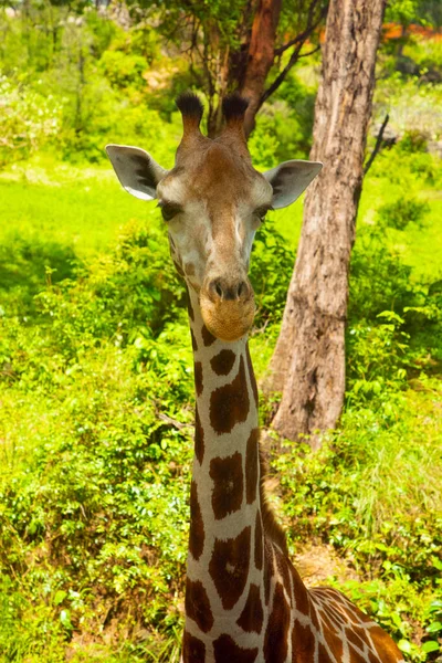 Close Geïsoleerd Portret Van Giraffe Giraffa Angolensis Leeft Bos Savanne — Stockfoto