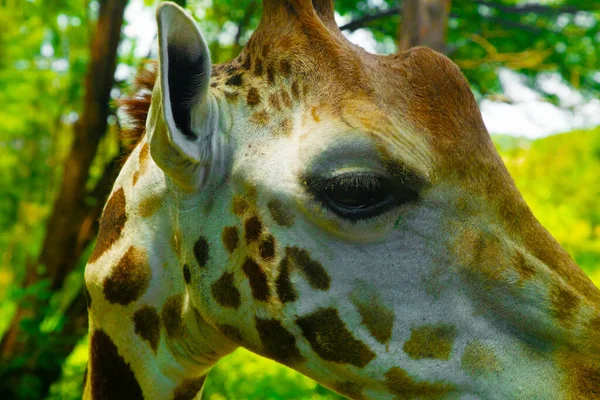Крупный План Изолированный Портрет Жирафа Giraffa Angolensis Живет Лесу Саванне — стоковое фото