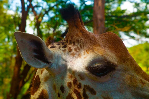 Close Isolated Portrait Giraffe Giraffa Angolensis Lives Forest Savanna Shrubland — Stock Photo, Image