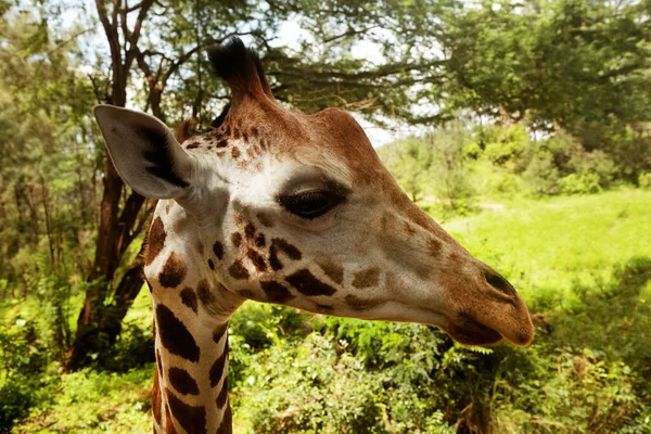 Einzelporträt Der Giraffe Giraffa Angolensis Die Afrika Wäldern Savannen Und — Stockfoto
