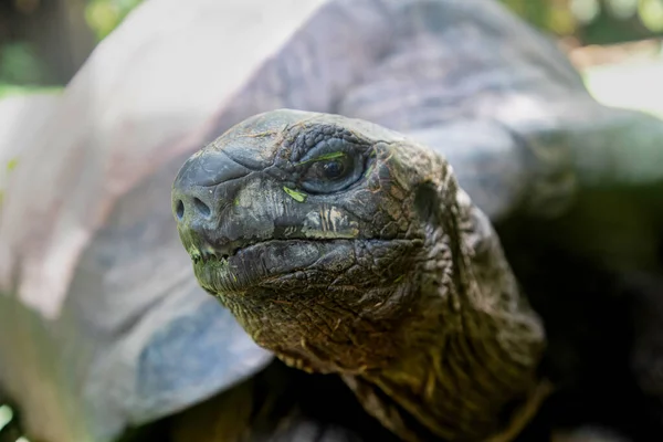 Retrato Aldabra Tortuga Negra Gigante Cerca Mirando Cámara Masticando Hierba — Foto de Stock