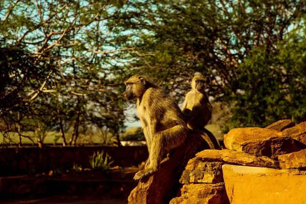 Una Pequeña Bandada Monos Vervet Salvajes Sienta Sobre Grandes Piedras — Foto de Stock