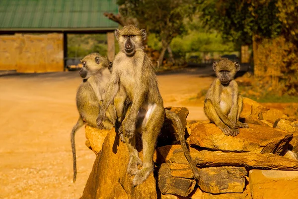 Gün batımında Kenya 'daki Tsavo Ulusal Parkı' nda büyük taşların üzerinde küçük bir vahşi vervet maymunu sürüsü oturuyor. Babunlar yaklaştı. Gözler açıldı..