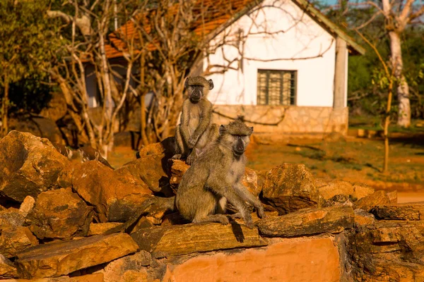 Małe Stado Dzikich Małp Vervet Siedzi Dużych Kamieniach Parku Narodowym — Zdjęcie stockowe