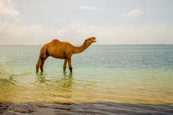 Camello Solitario Con Boca Abierta Está Agua Cerca Orilla —  Fotos de Stock
