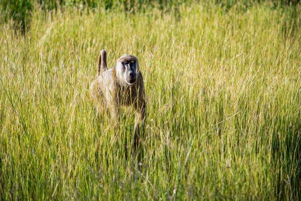 Afrykański Pawian Dziczy Siedzi Wysokiej Zielonej Trawie — Zdjęcie stockowe