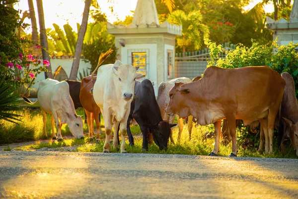 Una Pequeña Manada Vacas Africanas Pastando Cerca Carretera Contra Telón — Foto de Stock