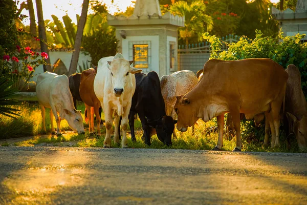 Небольшое Стадо Африканских Коров Пасущихся Дороги Фоне Цветущих Кустарников Закате — стоковое фото