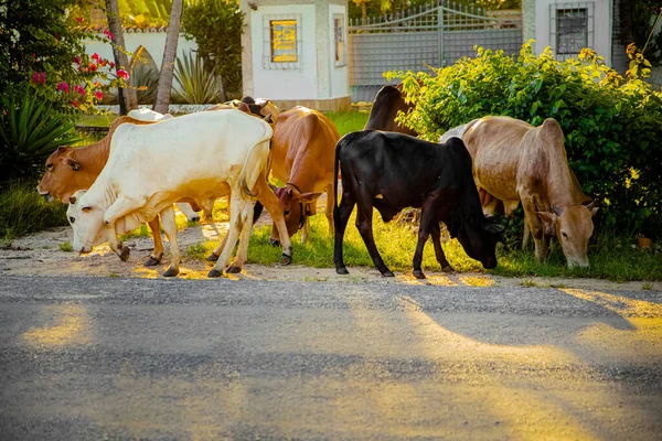 Una Pequeña Manada Vacas Africanas Pastando Cerca Carretera Contra Telón — Foto de Stock