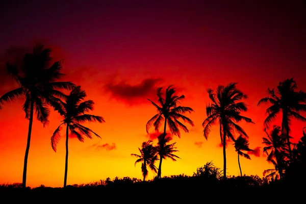 stock image black palm silhouettes against the background of a bright sunset African sky.