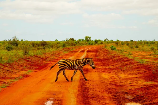 Een Zebra Bedekt Met Rood Zand Tsavo National Park Kenia — Stockfoto