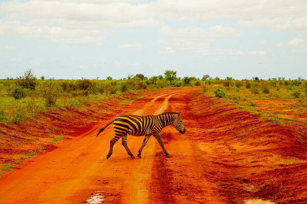 A zebra covered in red sand in Tsavo National Park in Kenya crosses the road